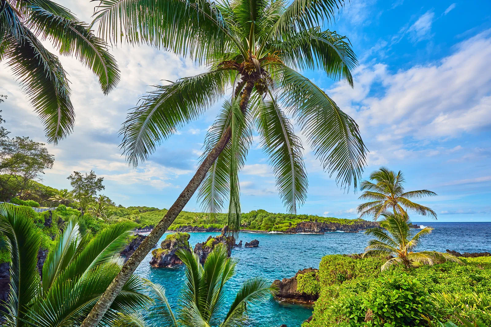 Windward Garden by Andrew Shoemaker